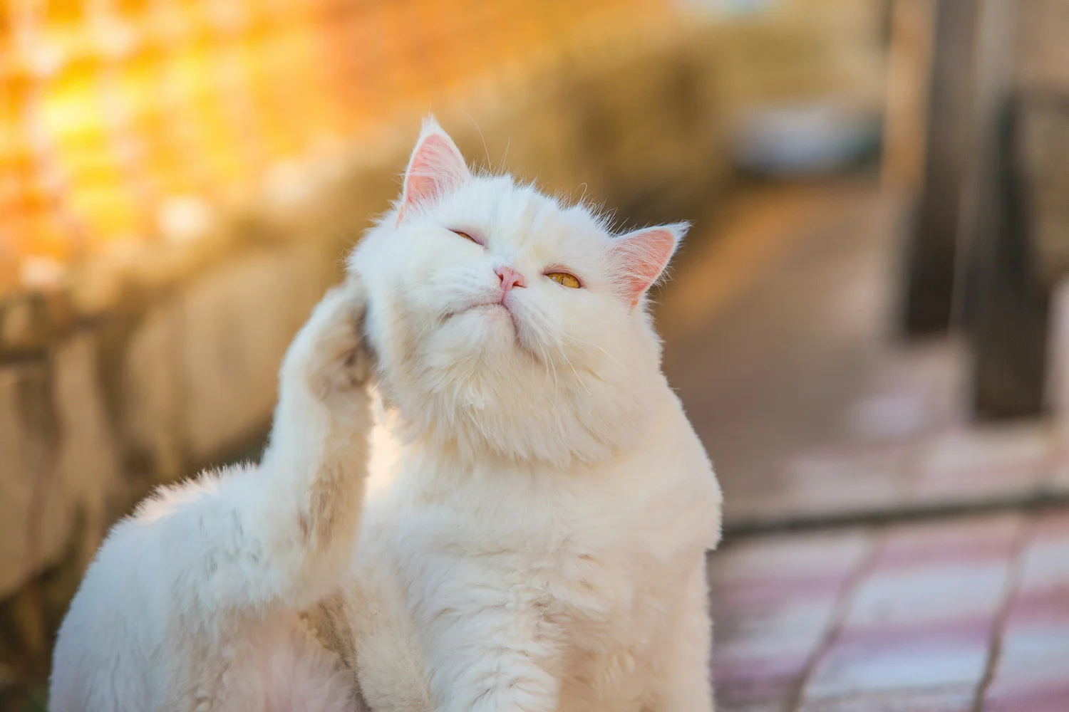 Feline Skin Problems: Allergies, Parasites, and Dermatitis