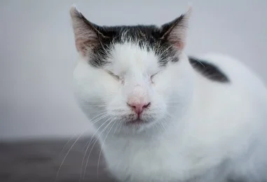 Adopting a Blind Cat: What You Need to Know