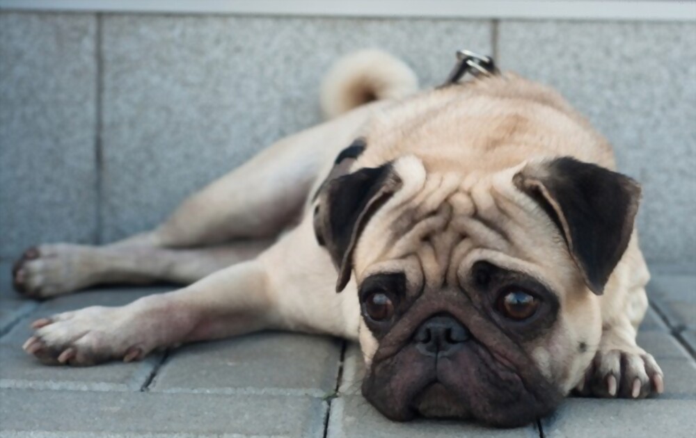 Symptoms of Depression in Dogs